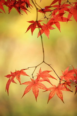 Illustration for article titled Shooting Challenge Fall Leaves Gallery 2